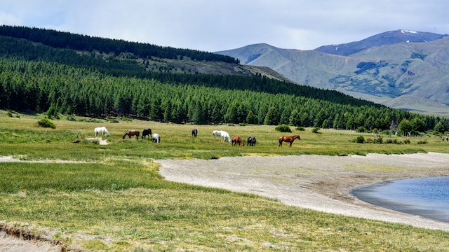 Chubut Honeymoon