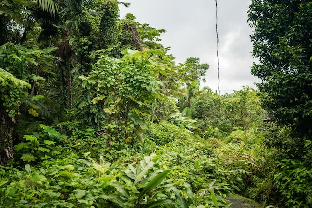 El Yunque National Forest